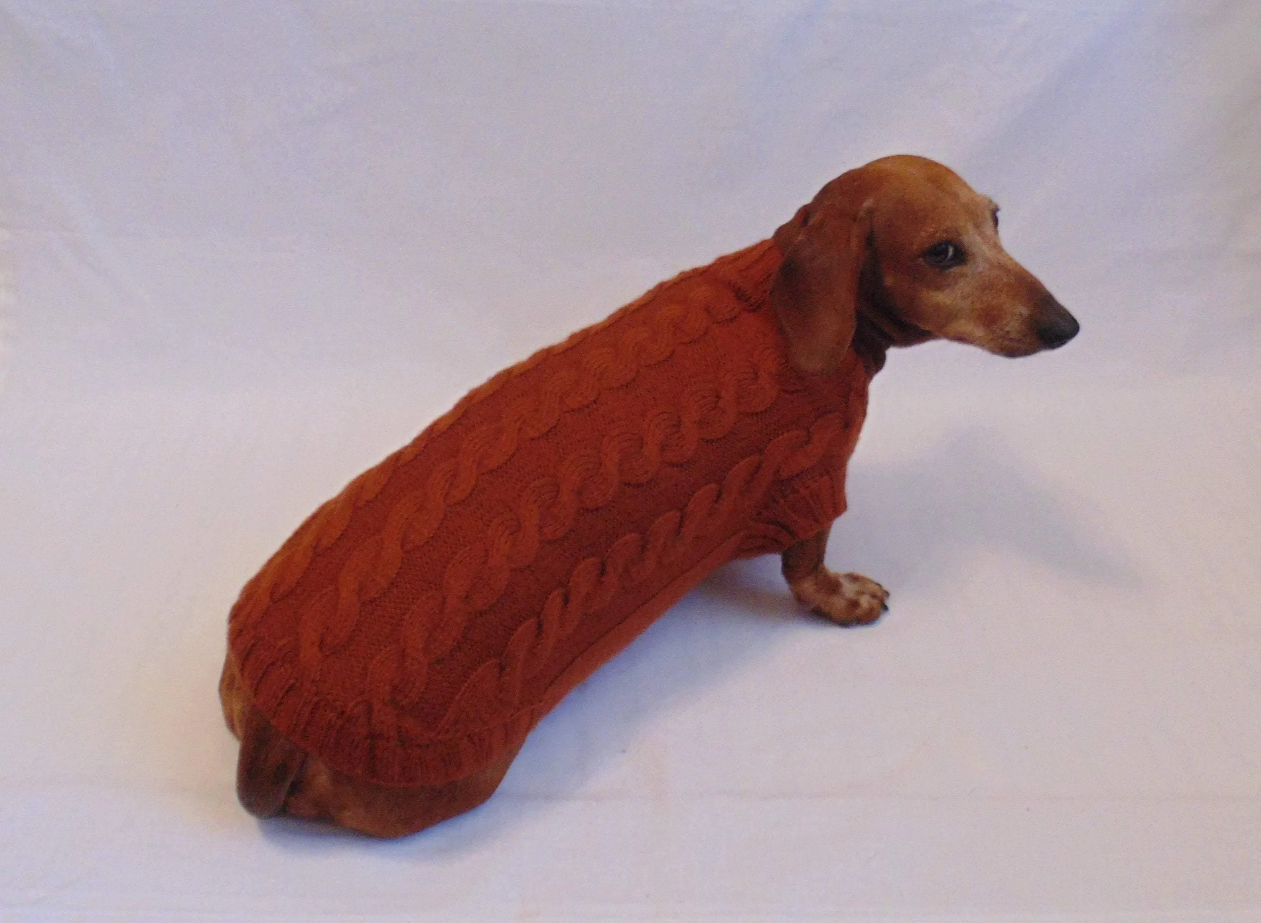 Brown knitted sweater for dachshund dog