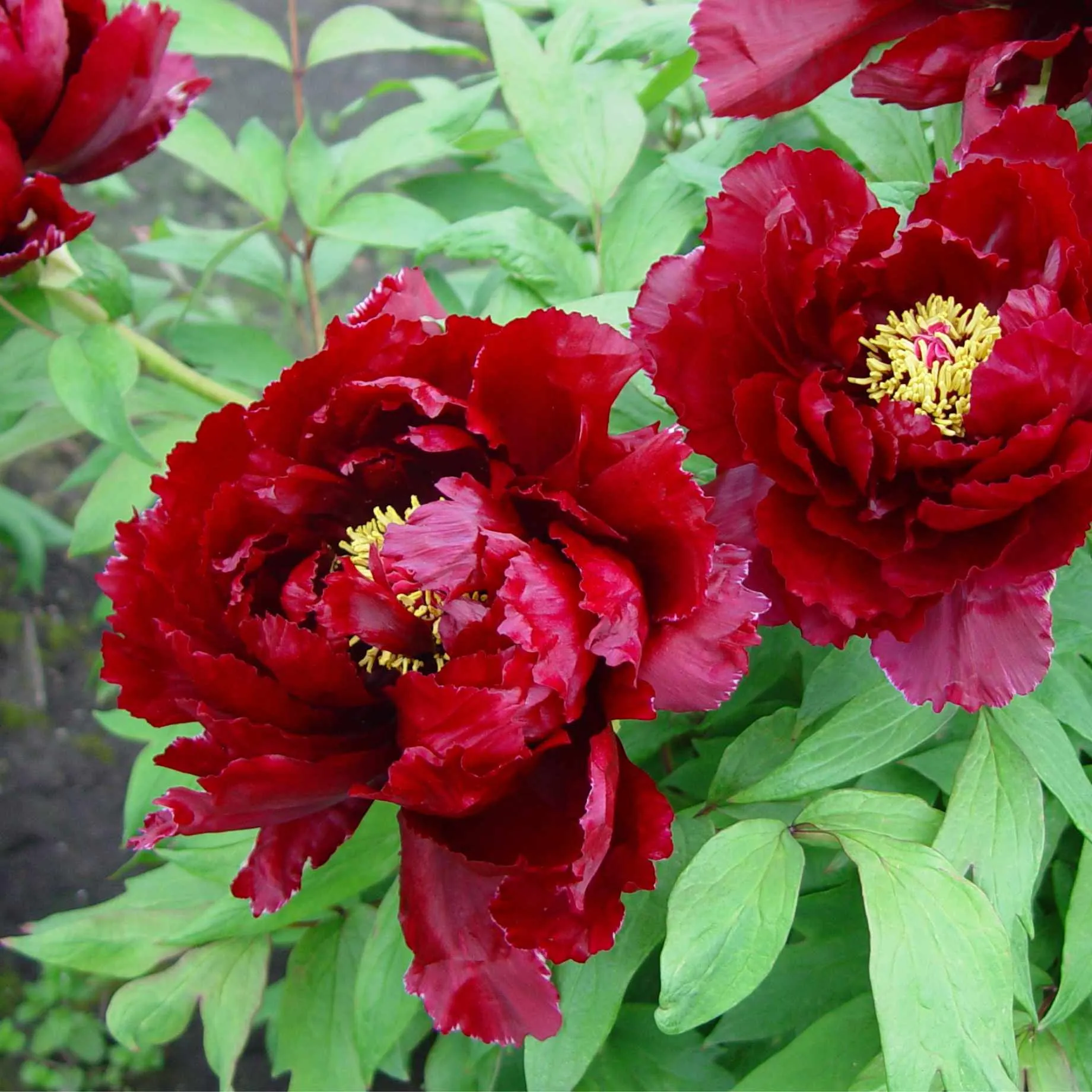 Tree Peony 'Wu Long Peng Sheng'